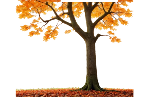 autumn tree,deciduous tree,autumn background,deciduous trees,maple tree,autumn trees,fall picture frame,flourishing tree,trees in the fall,cardstock tree,autumn icon,defense,autumn theme,the trees in the fall,fall leaf border,seasonal tree,fall foliage,deciduous,brown tree,european beech,Illustration,Retro,Retro 23