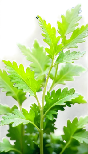 parsley leaves,celery plant,currant leaves,shrub celery,nettle leaves,moringa,chervil,thick-leaf plant,parsley,leaf fern,aquatic herb,wild celery,real coriander,coriander,leaf vegetable,celery stalk,leaves of currant,stevia rebaudiana,spring leaf background,stevia,Illustration,Realistic Fantasy,Realistic Fantasy 20