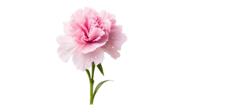 flowers png,tulip background,pink carnation,pink poppy,pink tulip,pink lisianthus,pink floral background,flower background,carnation flower,peony pink,minimalist flowers,floral digital background,paper flower background,carnation of india,pink flower,peony,pink peony,flower pink,carnation,mini carnation,Art,Classical Oil Painting,Classical Oil Painting 35