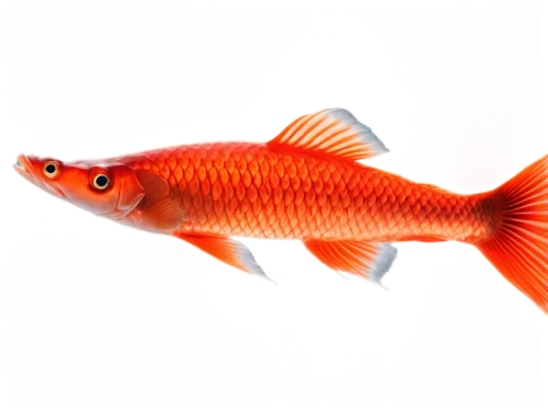 ornamental fish,red fish,tobaccofish,goldfish,garibaldi (fish),freshwater fish,red seabream,cichla,pilotfish,carp,redfish,common carp,koi carp,cabezon (fish),discus fish,fish pictures,koi carps,gold fish,cichlid,fish in water,Photography,Black and white photography,Black and White Photography 08