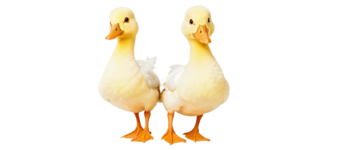 a pair of geese,duck females,fry ducks,ducks,duck,geese,wild ducks,caution ducks,bath ducks,duck meet,canard,beaks,duck bird,gooseander,female duck,cayuga duck,ruddy shelducks,fowl,waterfowls,ducky,Conceptual Art,Fantasy,Fantasy 04