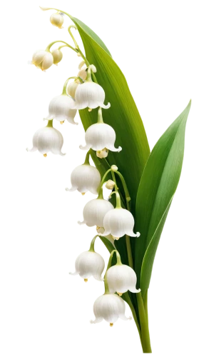 lily of the valley,lilly of the valley,lily of the field,doves lily of the valley,lily of the desert,lilies of the valley,convallaria,flowers png,lily of the nile,homeopathically,madonna lily,white grape hyacinths,white orchid,peace lily,easter lilies,citronella,oil-related plant,white trumpet lily,jonquils,peace lilies,Conceptual Art,Fantasy,Fantasy 23