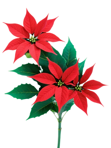 poinsettia,natal lily,poinsettia flower,christmas flower,flower of christmas,flowers png,red snowflake,xmas plant,firecracker flower,christmas bells,bengal clockvine,christmas rose,western red lily,christmas orchid,christmas garland,magic star flower,christmas star,american holly,erythrina crista-galli,red passion flower,Conceptual Art,Sci-Fi,Sci-Fi 28