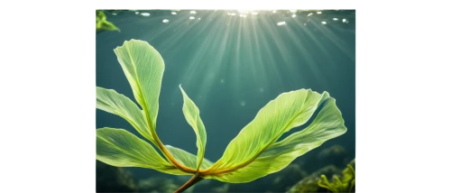 aquatic plant,aquatic plants,aquatic herb,spring leaf background,water lily leaf,sea lettuce,sea aster,water smartweed,sea beet,sea arrowgrass,broadleaf pond lily,grass lily,water spinach,lily water,water plants,pond lily,day lily plants,lotus leaf,water-leaf family,fennel pondweed,Conceptual Art,Daily,Daily 26