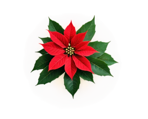 natal lily,poinsettia,christmas flower,poinsettia flower,flower of christmas,holly wreath,wreath vector,american holly,christmas ribbon,red snowflake,christmas snowflake banner,flowers png,christmas motif,star anise,xmas plant,christmas wreath,christmas border,christmas star,christmas pattern,christmas rose,Illustration,American Style,American Style 10