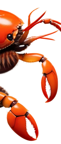 american lobster,crustacean,homarus,lobster,crustaceans,crab 2,lobsters,crayfish,crab 1,garlic crayfish,crab,christmas island red crab,snow crab,square crab,freshwater prawns,north sea shrimp,crayfish 1,shellfish,seafood,scampi,Illustration,Children,Children 01