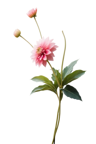 flowers png,dahlia pink,carnation of india,ikebana,flower background,chrysanthemum cherry,japanese camellia,artificial flower,japanese carnation cherry,theaceae,rosa-sinensis,common peony,tea flowers,rosa sempervirens,peach flower,xanthorrhoeaceae,trifolium medium,single flower,floral mockup,pink carnation,Illustration,Japanese style,Japanese Style 09