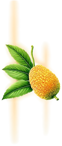 fir pineapple,ananas,durian seed,small pineapple,pineapple flower,banksia,pineapple plant,pinapple,pineapple,ananas comosus,artocarpus,dried pineapple,mini pineapple,breadfruit,durian,annona,a pineapple,pitahaya,pineapple pattern,pitahaja,Illustration,Realistic Fantasy,Realistic Fantasy 31