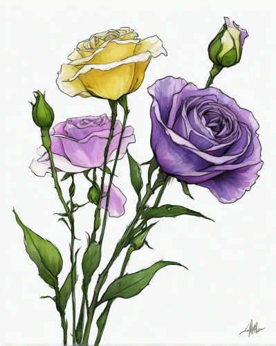 watercolor roses,lisianthus,watercolor roses and basket,watercolor flowers,flowers png,purple rose,watercolour flowers,rose flower illustration,flower illustrative,flower painting,rose flower drawing,flower drawing,flower illustration,watercolor flower,watercolor pencils,floral greeting card,watercolour flower,flower art,illustration of the flowers,colored pencil background,Illustration,Paper based,Paper Based 05