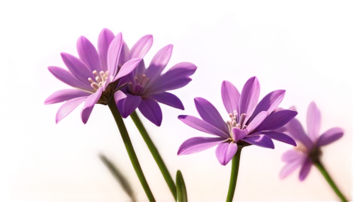 flowers png,purple salsify,purple flowers,senetti,tulipan violet,anemone purple floral,minimalist flowers,violet flowers,pericallis,gentians,purple flower,chive flowers,purple daisy,osteospermum,flower purple,anemone japonica,spathoglottis,bellflowers,crocuss,purple anemone,Illustration,Vector,Vector 19