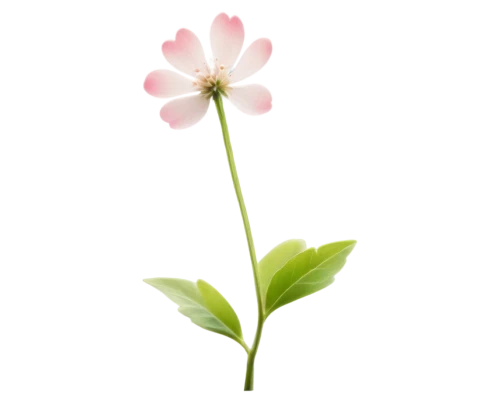 flowers png,minimalist flowers,centaurium,lotus png,flower background,japanese anemone,pink clover,tulip background,lotus ffflower,tulip magnolia,anemone japonica,trifolium medium,twinflower,trifolium,cosmos flower,flower illustrative,pink floral background,single flower,japanese anemones,bush anemone,Illustration,Paper based,Paper Based 27