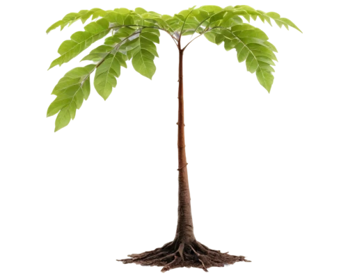 american chestnut,sapling,shrub-horse chestnut,aesculus,young chestnut tree,potted tree,common horse chestnut,arbor day,chile de árbol,potted palm,slippery elm,horse chestnut,plant and roots,money tree,carob tree,horse-chestnut,flourishing tree,a young tree,horse chestnut tree,terminalia catappa,Illustration,Paper based,Paper Based 22