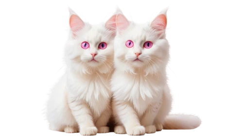 turkish angora,turkish van,pink cat,cat's eyes,white cat,cats angora,japanese bobtail,two cats,cat vector,heterochromia,cat kawaii,cat image,birman,doll cat,cats,breed cat,felines,oriental shorthair,pink double,pink-white,Photography,Artistic Photography,Artistic Photography 07