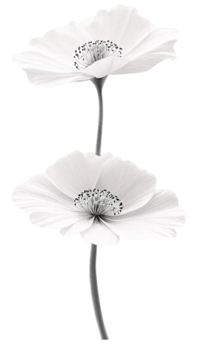 flowers png,minimalist flowers,snowdrop anemones,white anemones,white cosmos,paper flower background,anemone japonica,anemones,poppy anemone,anemone honorine jobert,bush anemone,anemone hupehensis september charm,stamens,japanese anemones,gerbera flower,tree anemone,genus anemone,crown anemone,gerbera daisies,white floral background,Art,Artistic Painting,Artistic Painting 28