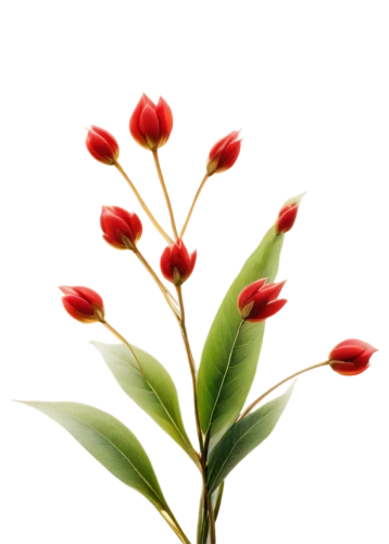 red magnolia,gymea lily,flowers png,anthurium,ikebana,tulpenbaum,magnoliaceae,tulip branches,western red lily,ixora,heliconia,xanthorrhoeaceae,tulip background,firecracker flower,tulipa,flame lily,natal lily,red blooms,the flower buds,yulan magnolia,Art,Classical Oil Painting,Classical Oil Painting 28