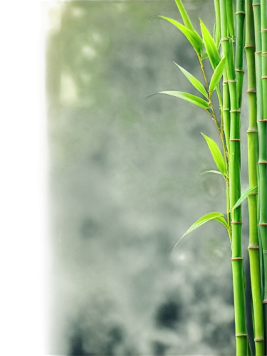 bamboo plants,sweet grass plant,bamboo,hawaii bamboo,sugarcane,lemongrass,sugar cane,bamboo forest,lucky bamboo,panicle,sweet grass,bamboo curtain,cattail,bulrush,bamboo frame,long grass,horsetail,bamboo flute,grass fronds,palm leaf,Illustration,Realistic Fantasy,Realistic Fantasy 25