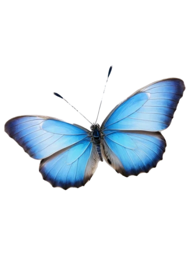 blue butterfly background,butterfly vector,blue morpho,morpho butterfly,blue morpho butterfly,morpho peleides,morpho,ulysses butterfly,mazarine blue butterfly,hesperia (butterfly),melanargia,blue butterfly,white admiral or red spotted purple,butterfly background,papillon,butterfly clip art,butterfly isolated,limenitis,french butterfly,vanessa (butterfly),Art,Classical Oil Painting,Classical Oil Painting 31
