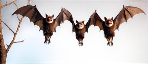 bats,hanging bat,flying fox,fruit bat,megabat,little red flying fox,tropical bat,pterodactyls,bat,vampire bat,pipistrelles,bat smiley,big brown bat,mouse eared bat,emperor moths,hanging elves,greater crimson glider,lantern bat,pterodactyl,pterosaur,Photography,Documentary Photography,Documentary Photography 14