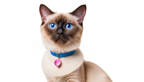 siamese cat,tonkinese,cat on a blue background,blue eyes cat,cat with blue eyes,siamese,devon rex,peterbald,cat vector,cat image,birman,oriental shorthair,cartoon cat,pet vitamins & supplements,breed cat,japanese bobtail,european shorthair,cat portrait,napoleon cat,ojos azules,Photography,Fashion Photography,Fashion Photography 24