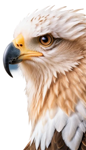 steppe eagle,sea head eagle,eagle,eagle drawing,american bald eagle,eagle eastern,ferruginous hawk,eagle vector,eagle illustration,sea eagle,bald eagle,eagle head,portrait of a rock kestrel,mongolian eagle,savannah eagle,of prey eagle,golden eagle,mountain hawk eagle,white eagle,african eagle,Illustration,Retro,Retro 21