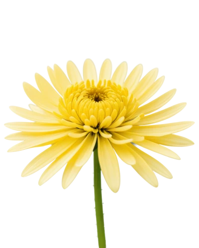 yellow gerbera,yellow chrysanthemum,yellow calendula flower,flowers png,xerochrysum bracteatumm,asteraceae,chrysanthemum background,siberian chrysanthemum,chrysanthemum,yellow chrysanthemums,sunflower lace background,helianthus,garland chrysanthemum,chrysanthemum grandiflorum,calenduleae,korean chrysanthemum,leucanthemum,yellow flower,wild chrysanthemum,calendula,Conceptual Art,Sci-Fi,Sci-Fi 10