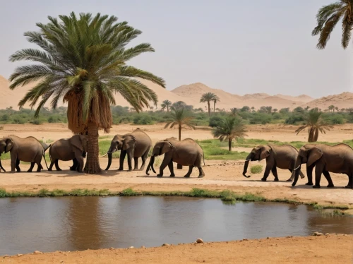 african elephants,watering hole,elephantine,elephant herd,elephant camp,elephants and mammoths,african elephant,dromedaries,water hole,african bush elephant,elephants,camels,libyan desert,sudan,namibia,wildlife reserve,arabian camel,tsavo,zoo planckendael,dromedary,Photography,General,Natural