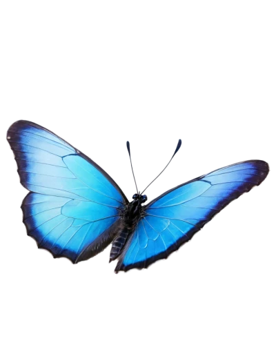blue butterfly background,butterfly vector,morpho butterfly,morpho,blue morpho,blue morpho butterfly,morpho peleides,ulysses butterfly,butterfly clip art,white admiral or red spotted purple,mazarine blue butterfly,butterfly background,blue butterfly,hesperia (butterfly),butterfly isolated,papillon,limenitis,isolated butterfly,glass wing butterfly,pipevine swallowtail,Photography,Documentary Photography,Documentary Photography 37