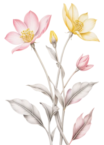 flowers png,tulip magnolia,flower illustration,illustration of the flowers,magnolia × soulangeana,chinese magnolia,magnolia flowers,magnolia star,flower illustrative,yulan magnolia,magnolia x soulangiana,tulipa,lotus art drawing,centaurium,magnolia,flower drawing,pink magnolia,lotus png,magnoliaceae,magnolia flower,Illustration,Black and White,Black and White 30