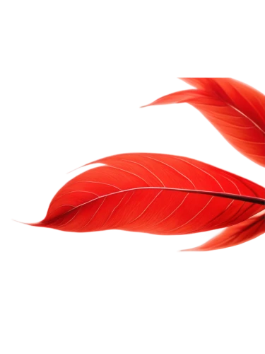 red leaf,maple leaf red,red leaves,red maple leaf,spring leaf background,heliconia,red bird,red butterfly,western red lily,flame lily,leaf background,red petals,splendens,red banner,red ribbon,red foliage,red magnolia,flame flower,phoenix rooster,gymea lily,Illustration,Black and White,Black and White 20
