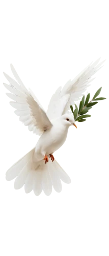 dove of peace,doves of peace,peace dove,white dove,fairy tern,royal tern,bird png,flying tern,tern bird,tern,arctic tern,tern flying,flying common tern,forster s tern,doves,fujian white crane,common tern,white bird,sandwich tern,dove,Illustration,Black and White,Black and White 25