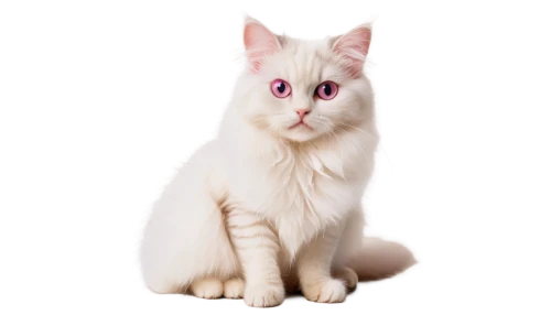 turkish angora,turkish van,japanese bobtail,pink cat,white cat,british longhair cat,oriental shorthair,cats angora,breed cat,birman,cat vector,kurilian bobtail,american bobtail,cat image,siamese cat,domestic long-haired cat,ragdoll,polydactyl cat,british semi-longhair,american curl,Photography,Fashion Photography,Fashion Photography 20