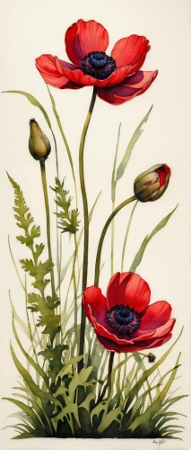 coquelicot,red poppies,red anemones,klatschmohn,red poppy,poppy flowers,poppies,poppy plant,papaver,red poppy on railway,floral poppy,anemone coronaria,poppy anemone,flower painting,red anemone,corn poppies,oriental poppy,a couple of poppy flowers,pasqueflower,flower illustration,Conceptual Art,Fantasy,Fantasy 07