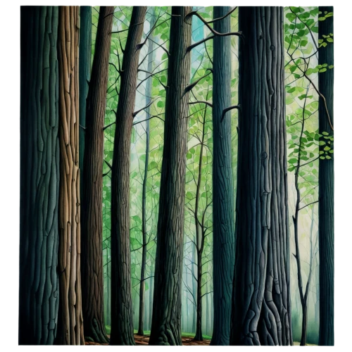 redwoods,trees with stitching,row of trees,forest tree,beech trees,trees,cartoon forest,old-growth forest,forests,the trees,forest background,redwood tree,painted tree,redwood,mixed forest,eucalyptus,forest floor,fir forest,pine forest,arashiyama,Conceptual Art,Daily,Daily 17