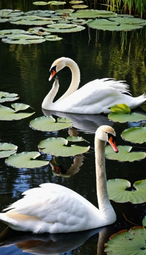 swan pair,canadian swans,swans,trumpeter swans,young swans,a pair of geese,swan lake,pelecanus onocrotalus,trumpet of the swan,baby swans,swan boat,trumpeter swan,swan family,cygnets,the head of the swan,constellation swan,swan on the lake,white swan,swan,schwimmvogel,Illustration,Abstract Fantasy,Abstract Fantasy 10