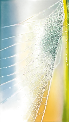 morning dew in the cobweb,spider silk,cobweb,spider web,spider's web,spiderweb,garden dew,morning light dew drops,dew drops,dew drop,morning dew,dew-drop,early morning dew,spider net,dewdrop,web,tangle-web spider,dewdrops,dew droplets,cobwebs,Conceptual Art,Graffiti Art,Graffiti Art 06