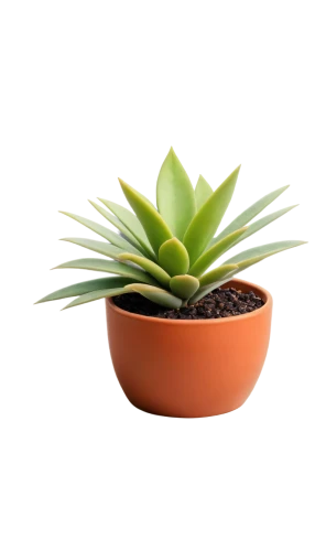 potted palm,potted plant,succulent plant,androsace rattling pot,agave azul,aloe vera,citronella,plant pot,pot plant,agave,aloe,money plant,pineapple plant,monocotyledon,houseplant,container plant,rank plant,indoor plant,desert plant,terracotta flower pot,Conceptual Art,Daily,Daily 07