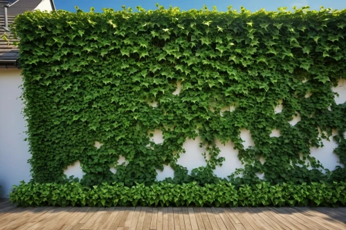 intensely green hornbeam wallpaper,hornbeam hedge,clipped hedge,ordinary boxwood beech trees,landscape designers sydney,ivy frame,landscape design sydney,garden design sydney,hedge,wall,garden fence,background ivy,vines,wooden wall,climbing garden,grape vines,vine plants,turf roof,house wall,green living,Photography,General,Realistic