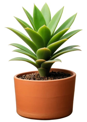 potted palm,potted plant,pineapple plant,succulent plant,agave azul,yucca palm,agave,aloe vera,monocotyledon,yucca,pot plant,sansevieria,container plant,money plant,torch aloe,rank plant,desert plant,androsace rattling pot,plant pot,oil-related plant,Art,Classical Oil Painting,Classical Oil Painting 09