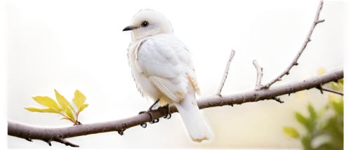 black-winged kite,black-shouldered kite,sulphur-crested cockatoo,little corella,short-billed corella,white bird,white dove,yellow billed cuckoo,perching bird,cacatua moluccensis,white finch,white pigeon,corella,collared dove,bird on branch,cockatoo,bird on tree,white grey pigeon,western kingbird,white bellied,Art,Artistic Painting,Artistic Painting 29