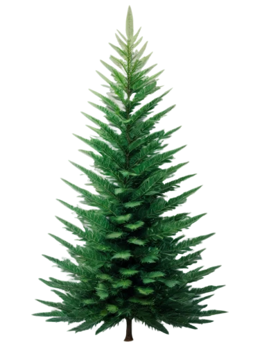 nordmann fir,canadian fir,douglas fir,norfolk island pine,fir tree,colorado spruce,spruce tree,fir tree decorations,silvertip fir,chile fir,balsam fir,thuja,fir branch,fir,christmas pine,sitka spruce,spruce,columbian spruce,fir needles,chile pine,Conceptual Art,Fantasy,Fantasy 30