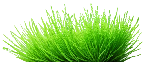 wheatgrass,wheat grass,wheat germ grass,sweet grass plant,dad grass,block of grass,cleanup,grass grasses,citronella,grass,aaa,patrol,grass blades,fir green,arrowgrass,sweet grass,halm of grass,novruz,sea arrowgrass,blade of grass,Conceptual Art,Daily,Daily 01