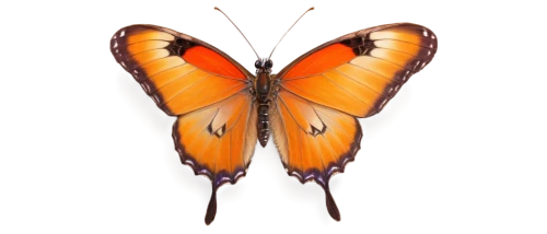 euphydryas,viceroy (butterfly),orange butterfly,butterfly vector,polygonia,dryas julia,hesperia (butterfly),vanessa (butterfly),vanessa atalanta,papillon,dryas iulia,coenonympha tullia,butterfly clip art,heliconius hecale,scotch argus,callophrys,melitaea,milbert s tortoiseshell,gulf fritillary,gatekeeper (butterfly),Illustration,Black and White,Black and White 21