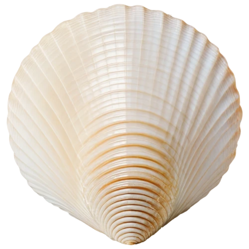 sea shell,spiny sea shell,blue sea shell pattern,shell,bivalve,scallop,clam shell,seashell,whelk,beach shell,harris shell,trochidae,cepaea hortensis,cockle,marine gastropods,sfogliatelle,shells,snail shell,conch shell,clam,Photography,Documentary Photography,Documentary Photography 07