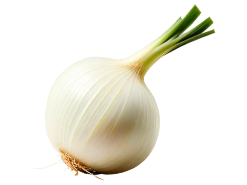 persian onion,hardneck garlic,welsh onion,bulgarian onion,head of garlic,yellow onion,onion,white onions,garlic,white turnip,garlic bulb,pearl onion,sweet garlic,scallion,cultivated garlic,chinese garlic,onion bulbs,clove garlic,shallot,fennel bulbs,Art,Artistic Painting,Artistic Painting 47