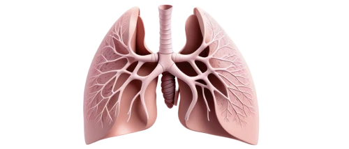 lungs,lung cancer,lung,respiratory protection,medical illustration,copd,aorta,lung ching,nonsmoker,ventilate,airway,diaphragm,windpipe,rib cage,smoking cessation,human internal organ,circulatory system,rmuscles,venereal diseases,circulatory,Conceptual Art,Sci-Fi,Sci-Fi 06