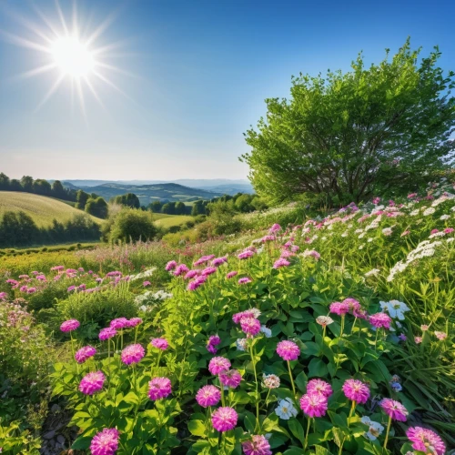 flowering meadow,meadow landscape,flower field,flower meadow,flowers field,splendor of flowers,field of flowers,spring nature,background view nature,summer meadow,blooming field,meadow flowers,spring background,spring meadow,flower garden,cosmos flowers,blanket of flowers,flower background,nature landscape,spring morning,Photography,General,Realistic
