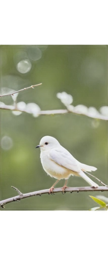 black-winged kite,black-shouldered kite,northern grey shrike,white finch,grey shrike-thrush,silvereye,pied babbler,white-headed munia,cape white-eye,blue gray gnatcatcher,white bird,white dove,white-eye,sterna hirundo,motacilla alba,yellow billed cuckoo,loggerhead shrike,shrike,tufted titmouse,small white aster,Photography,Fashion Photography,Fashion Photography 17