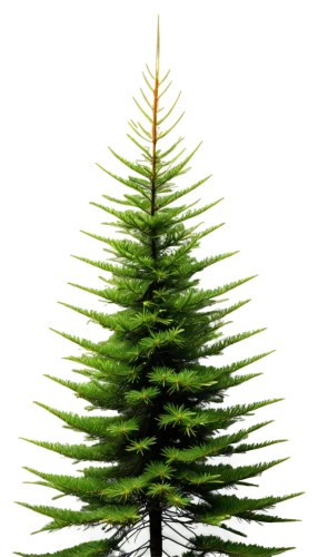 nordmann fir,canadian fir,fir branch,spruce tree,fir tree,balsam fir,fir tree decorations,norfolk island pine,colorado spruce,fir needles,christmas pine,douglas fir,fir,fir branches,spruce-fir forest,trimming christmas tree,fir-tree branches,fir trees,thuja,chile fir,Illustration,American Style,American Style 10