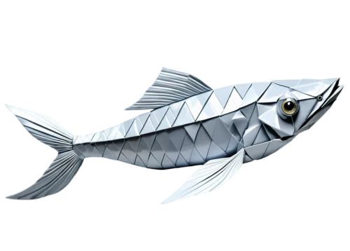 tobaccofish,pacific saury,blue stripe fish,forage fish,sailfish,atlantic spanish mackerel,fish tern,thunnus,mackerel,rooster fish,albacore fish,cabezon (fish),milkfish,atlantic blue marlin,sardine,remora,steckerlfisch,bony-fish,barramundi,coelacanth,Unique,Paper Cuts,Paper Cuts 02