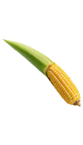 corn,maize,sweet corn,sweetcorn,corn on the cob,corn kernels,playcorn,corn ordinary,winter corn,forage corn,cob,corn salad,kernels,ears of corn,corn straw,cornales,corn cockle,ornamental corn,creamed corn,grain ears,Conceptual Art,Oil color,Oil Color 19